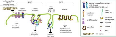 Pathways Of Endocytosis Simplified Schematic View Of The Major