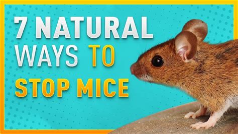 7 Natural Ways To Stop Mice From Entering Your Home Youtube