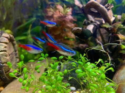 How Many Neon Tetras Can Fit In A 20 Gallon Tank