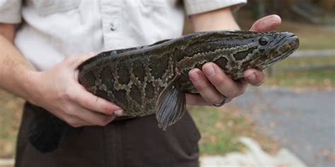 Slimy, air-breathing 'Frankenfish' found in southeastern Missouri | Fox Weather