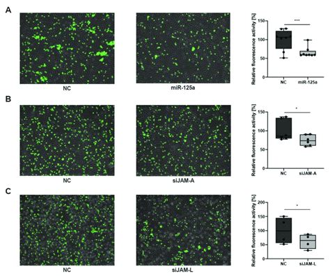 Overexpression Of Mir 125a And Jam A Jam L Knockdown Reduces The