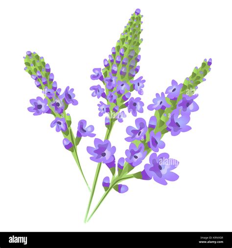 Purple Flowers Verbena Vector Stock Photo Alamy