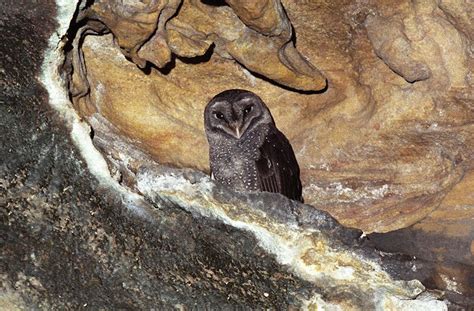 Sooty Owl Tyto Tenebricosa At Roost In Cave Photo By Richard Jackson