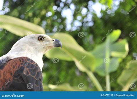 The African Fish Eagle Haliaeetus Vocifer Portrait Of An African Fish