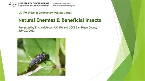 Natural Enemies And Beneficial Insects What Are They Youtube