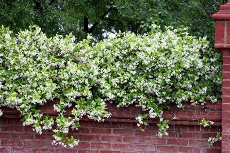 Top 10 Evergreen Shrubs For Texas Best Lawn And Gardens