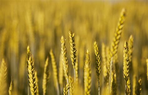 Bumper Harvest Wheat Field Free Photo On Pixabay