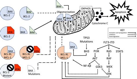 SOHO State of the Art Updates and Next Questions: Understanding and Overcoming Venetoclax ...