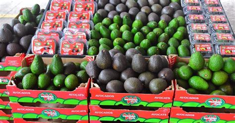 Westfalia pushes further into Asian avocado markets | Article | Fruitnet