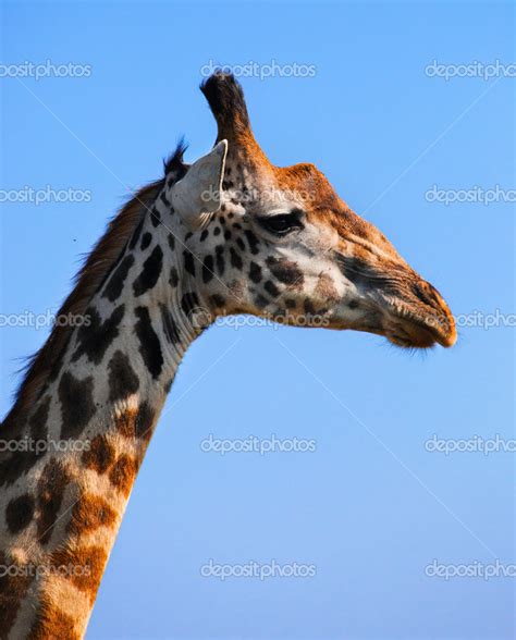 Retrato De Jirafa De Cerca Safari En Serengeti Tanzania Frica