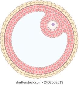 Pre Ovulatory Follicle Graafian Follicle Diagram Stock Illustration