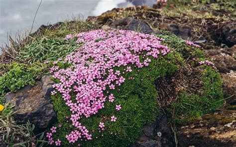 Top Plants For An Alpine Rock Garden David Domoney