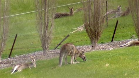 Man attacked by kangaroo - ABC News