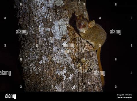 Night lemur on the tree, dark black forest. Grey mouse lemur ...