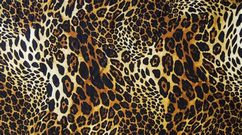 Hd Leopard Wallpapers Top Free Hd Leopard Backgrounds Wallpaperaccess