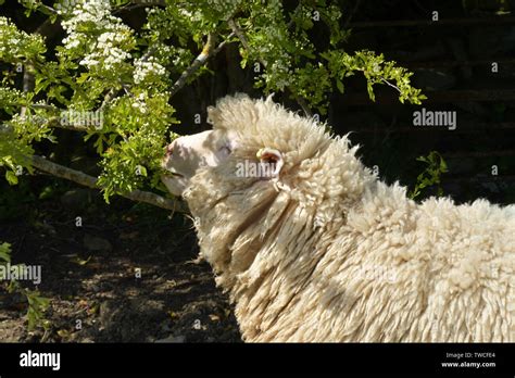 Dorset Horned ewe sheep eating leaves and flowers of a hawthorn bush in ...