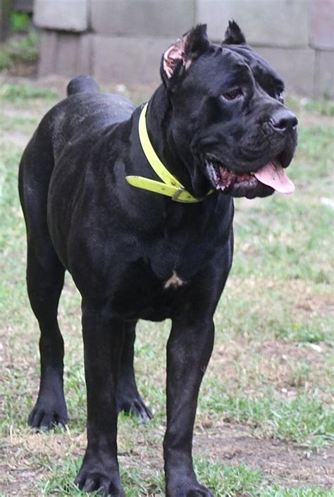 Females Cane Corso Dog Cane Corso Corso Dog