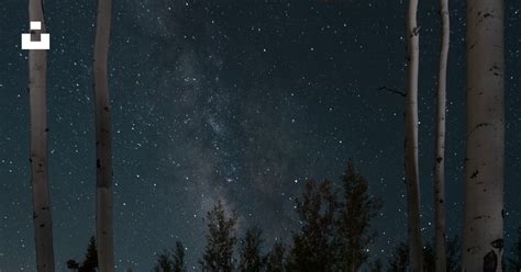 夜は星空が満ちた灰色の空の下、木々の間に生い茂る緑の草の写真 Unsplashの無料木写真