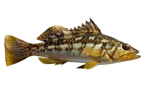 Calico Bass Fish Species Guide Badangling