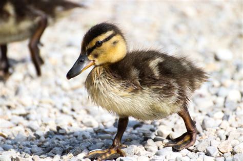 Entlein Ente Vogel Kostenloses Foto Auf Pixabay Pixabay