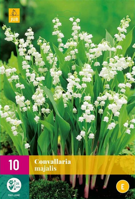 Convallaria Majalis Lelie Van Dalen Deoosteindeonline Nl