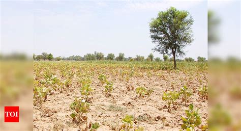 Punjab Mlas Seek Compensation For Damaged Crops Chandigarh News