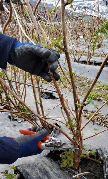 Himbeeren Schneiden Tipps Und Anleitung Garten Genius