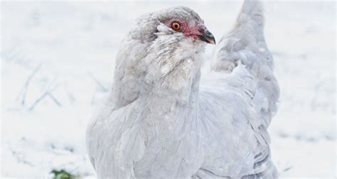 Lavender Ameraucana - Sorry Chicken