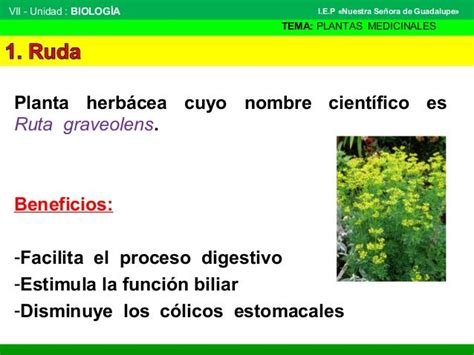 Nombres Comunes Y Cientifico De Plantas