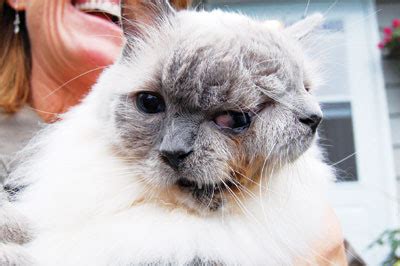 Guinness World Records: Oldest Cat in the World