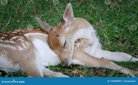 Young Deer Sleeping at Grass Stock Photo - Image of animal, brown: 124500992