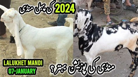 Lalukhet Bakra Mandi Rates On 07 Jan Bakra Mandi Karachi 2024