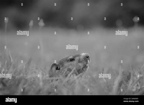 Blanco Y Negro De Un Joven Groundhog Marmota Monax Que Se Peeaba