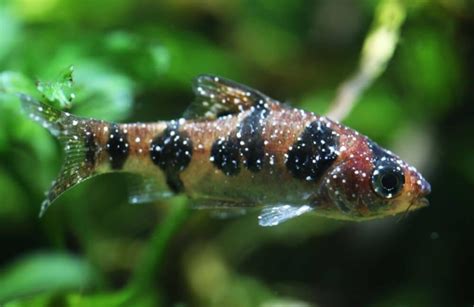 Doenças Comuns em Peixes Ornamentais Reconhecer e Tratar