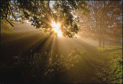 Fondos De Pantalla Luz De Sol Rboles Bosque Noche Naturaleza