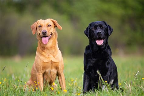 10 Facts About Labrador Retrievers, America's Most Popular Dog Breed!