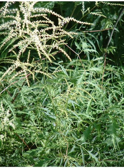 Aruncus Dioicus Kneiffii The Beth Chatto Gardens Plants Woodland