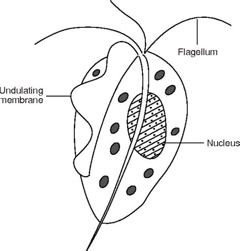 Figure 1 From Current Status Of Trichomonas Vaginalis Infection A Sexually Transmitted Disease