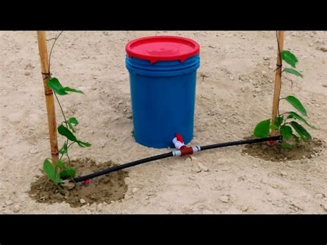 Como Hacer Riego Por Goteo Casero Para Dos Plantas Frutales YouTube