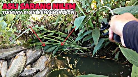 Micro Fishing Pasti Banyak Strike Mancing Ikan Nilem Pas Di