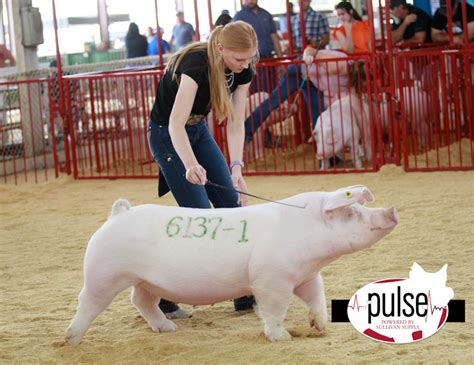 The Exposition Open Landrace Gilts The Pulse