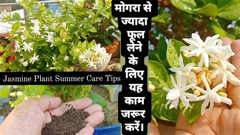 Mogra Jasmine Plant Summer Care Tips For Get More Flowers