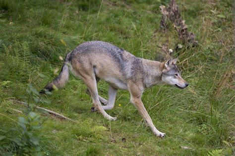 Varg fälld under skyddsjakt Svensk Jakt