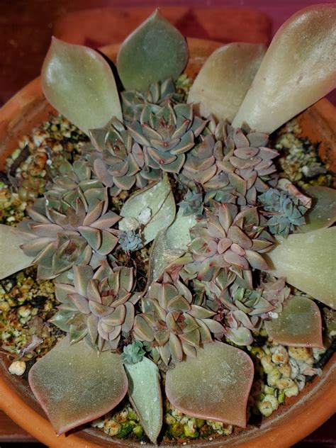 My biggest prop success, leaves saved from a rotting plant :) : r