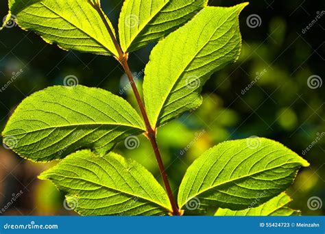 Beautiful Leaves of a Hazelnut Tree Stock Image - Image of detail ...