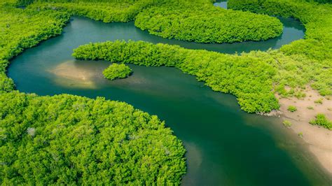 Flora De La Selva Del Amazonas Bosques Del Mundo