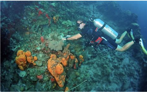 Stony Coral Tissue Loss Disease Sctld Quick Facts Nature Island Dive