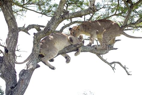 Lions Can Climb Trees Tim Driman Photography