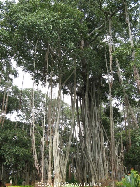 Banyan Tree | National Tree of India | Gardening | Bonsai