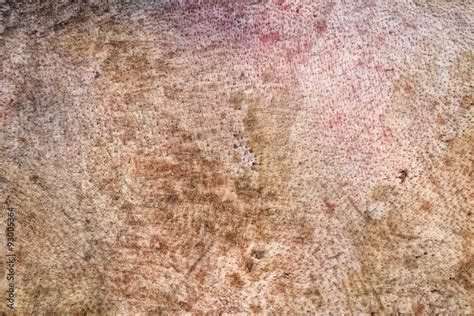 pig skin background, texture of skin roasted pig Stock Photo | Adobe Stock